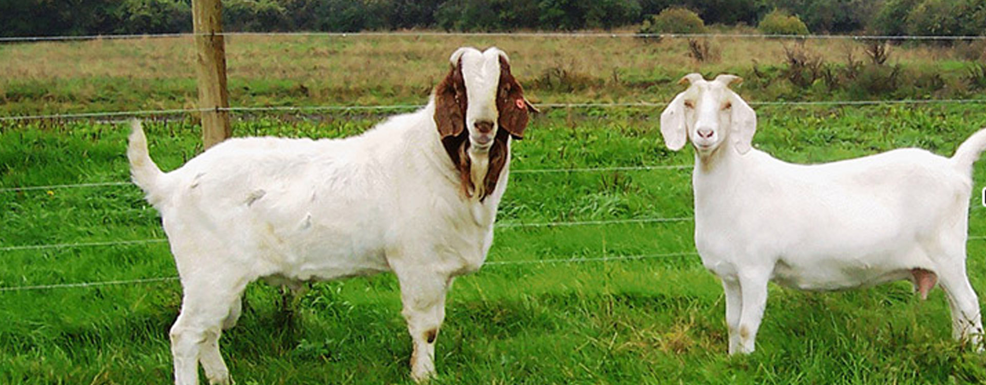 Bootstrap Touch Slider