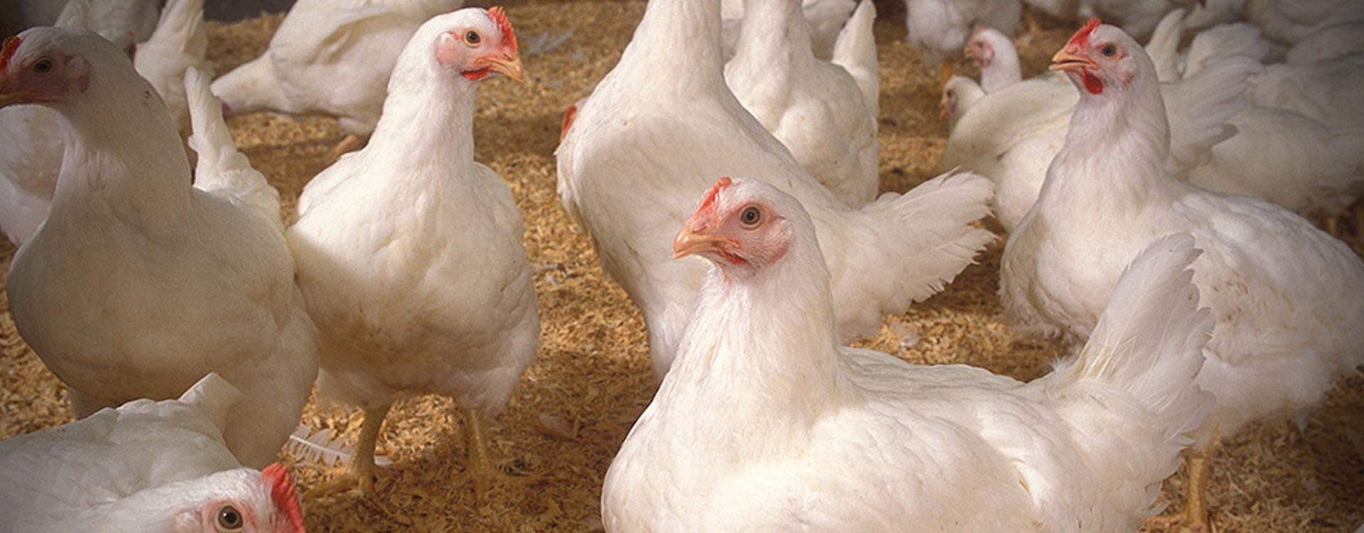 Bootstrap Touch Slider